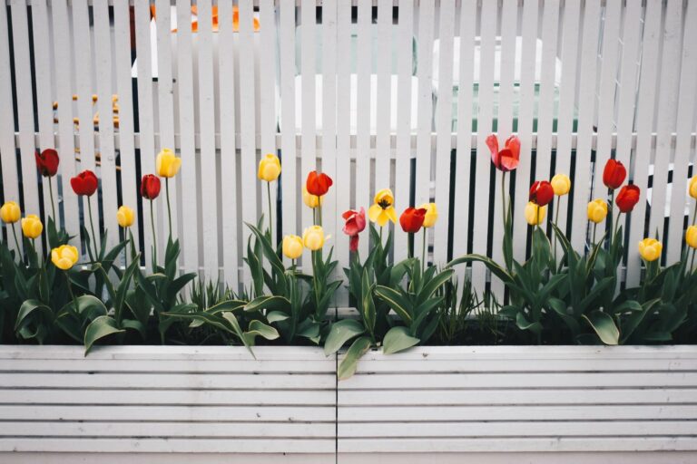 Yellow and red tulips beside a white fence